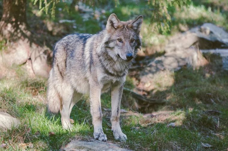 Trump again seeks to remove protections for wolves