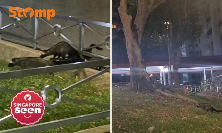 Change of plans leads Holland Drive resident to cross paths with ‘big happy family’ of civets