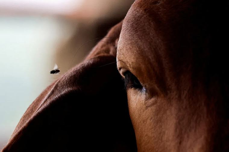 Horse smuggling exposes cracks in US defenses against screwworm